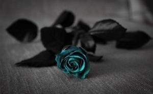 türkise Rose