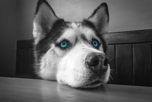 husky traurig