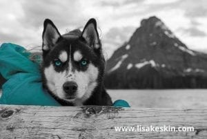 husky schaut streng