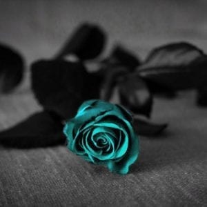 rose türkis