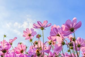 rosa blumen