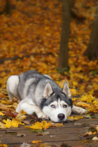 trauriger hund